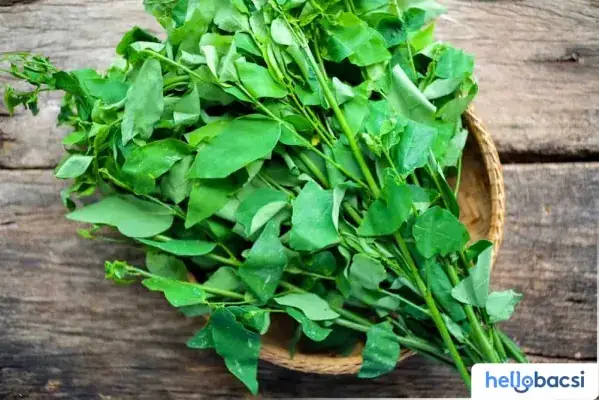 Ăn Canh Rau Ngót Khi Mang Thai: Lợi Ích, Rủi Ro Và Cách Dùng An Toàn Cho Mẹ Bầu