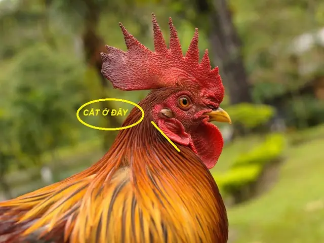Kỹ Thuật Cắt Tiết Vịt Ở Cổ Chuẩn Xác, Thịt Không Thâm Và Mau Lành Kỹ Thuật Cắt Tiết Vịt Ở Cổ Chuẩn Xác, Thịt Không Thâm Và Mau Lành