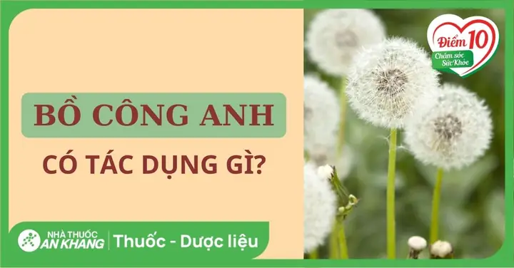 Cây Bồ Công Anh Tươi: 10+ Công Dụng Thần Kỳ & Cách Dùng Hiệu Quả