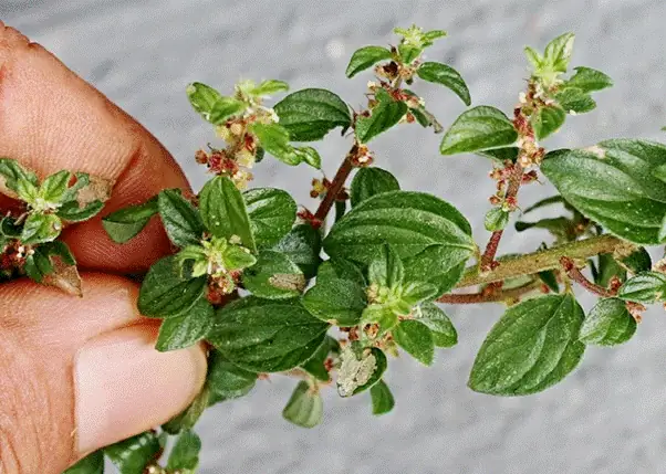 Cây Bọ Mắm Có Mấy Loại? Tìm Hiểu Chi Tiết Về Đặc Điểm Và Công Dụng Của Loài Cây Này