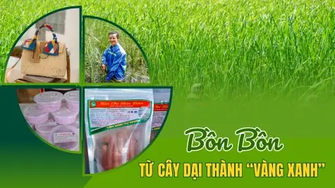 Cây Bồn Bồn Là Gì? Khám Phá Vị Quế Dại Quen Thuộc Trong Ẩm Thực Việt Nam