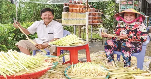 Cây Bồn Bồn Miền Trung: Đặc Điểm, Công Dụng Và Cách Trồng Hiệu Quả Cây Bồn Bồn Miền Trung: Đặc Điểm, Công Dụng Và Cách Trồng Hiệu Quả