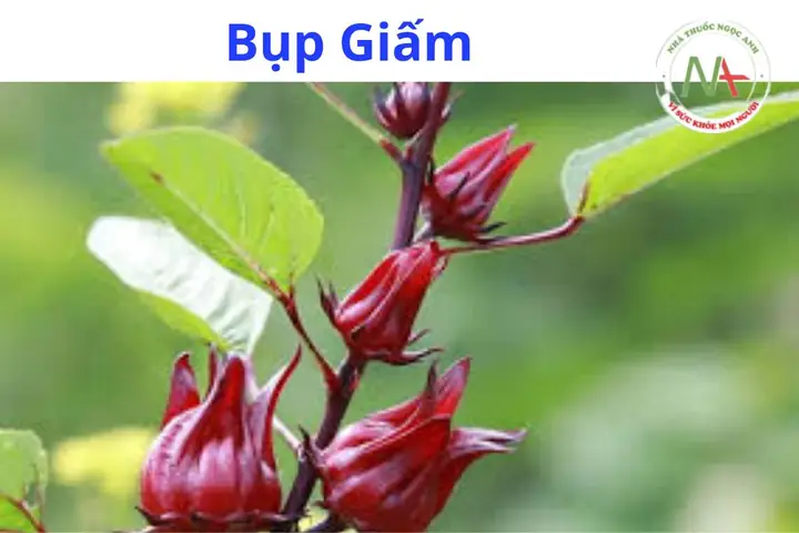 Cây Bụp Giấm Có Mấy Loại? Phân Loại Chi Tiết Và Đặc Điểm Nhận Biết