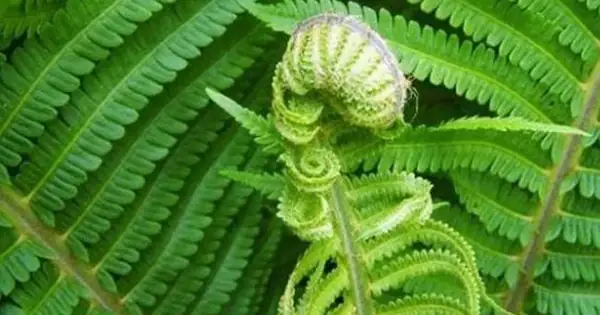 Cây Dương Xỉ Ăn Được Không? Giải Đáp Chi Tiết Và Những Lưu Ý Quan Trọng