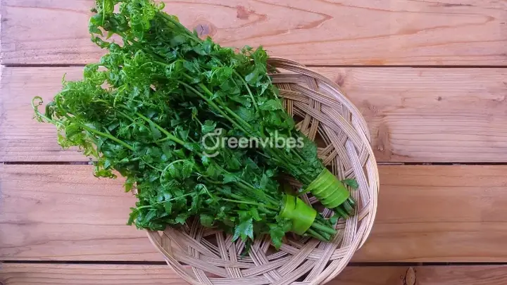 Cây Dương Xỉ Ăn Được Không? Giải Đáp Chi Tiết Và Những Lưu Ý Quan Trọng
