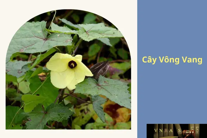 Cây Rau Mui Bông Vàng: Nguồn Gốc, Công Dụng Và Hướng Dẫn Chăm Sóc Chi Tiết