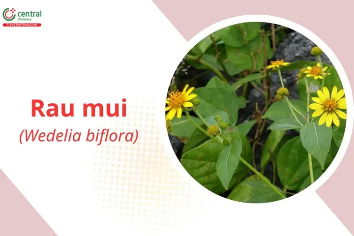 Cây Rau Mui Bông Vàng: Nguồn Gốc, Công Dụng Và Hướng Dẫn Chăm Sóc Chi Tiết