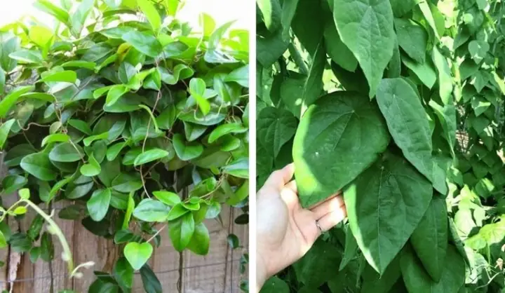 Cây Sương Sâm Lá Láng: Đặc Điểm, Công Dụng Và Cách Trồng Hiệu Quả