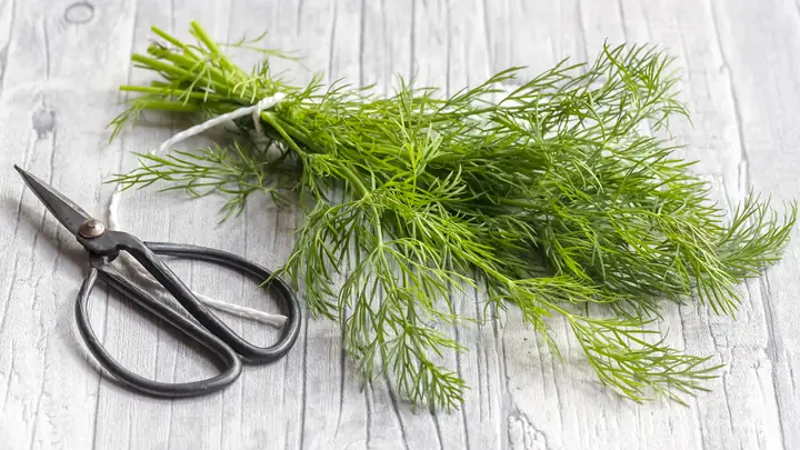 Cây Thì Là Có Mấy Loại? Khám Phá Các Giống Cây Phổ Biến Và Công Dụng Tuyệt Vời