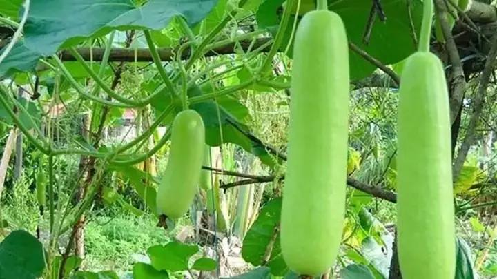 Cách Nấu Cháo Bầu Ngon, Bổ Dưỡng Và Dễ Thực Hiện Tại Nhà Cách Nấu Cháo Bầu Ngon, Bổ Dưỡng Và Dễ Thực Hiện Tại Nhà