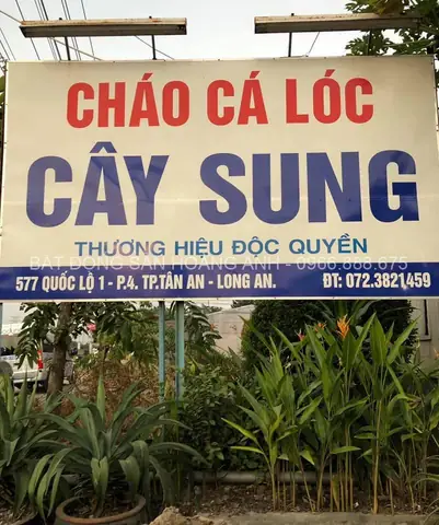 Cháo Cá Lóc Cây Sung: Công Thức Đặc Sản Dân Dã Và Những Lợi Ích Bất Ngờ Cho Sức Khỏe