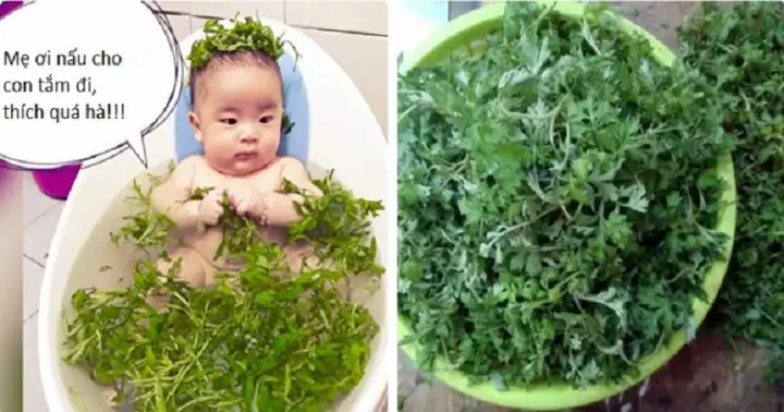 Cháo Ngải Cứu Cho Bé: Hướng Dẫn Chi Tiết Từ Dinh Dưỡng Đến Thực Hành
