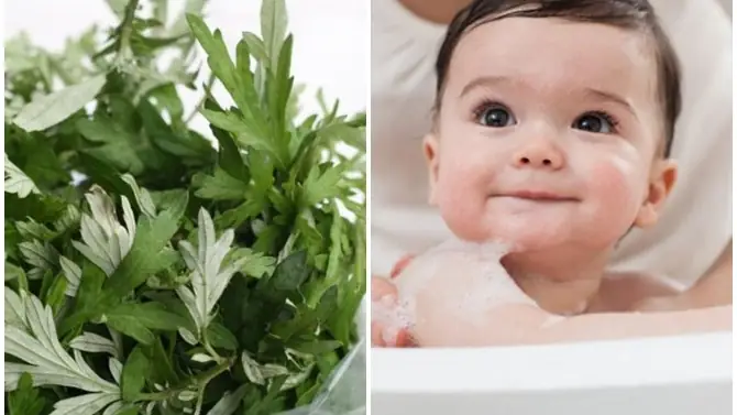 Cháo Ngải Cứu Cho Bé: Hướng Dẫn Chi Tiết Từ Dinh Dưỡng Đến Thực Hành