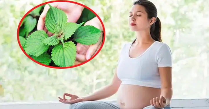 Cháo Tía Tô Giải Cảm Cho Bà Bầu: Hướng Dẫn Chi Tiết Và Lưu Ý Quan Trọng