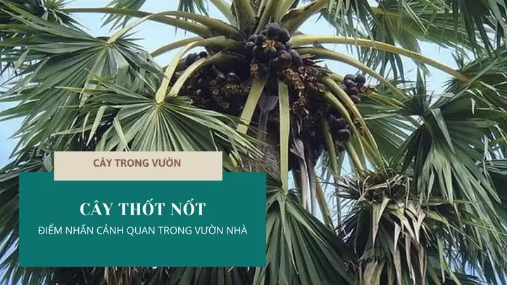 10+ Cách Chế Biến Quả Thốt Nốt Thơm Ngon, Bổ Dưỡng Cho Cả Nhà