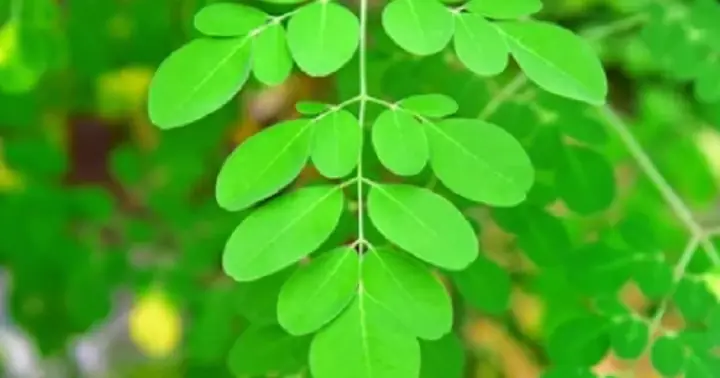 Cách Nấu Thịt Bò Với Chùm Ngây Ngon Bổ Dưỡng Cho Gia Đình