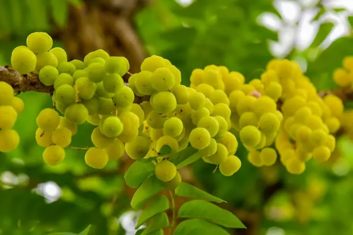 Chùm Ruột Là Quả Gì? Tìm Hiểu Nguồn Gốc, Công Dụng Và Cách Dùng Hiệu Quả