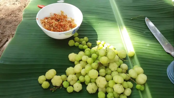 Chùm Ruột Là Quả Gì? Tìm Hiểu Nguồn Gốc, Công Dụng Và Cách Dùng Hiệu Quả