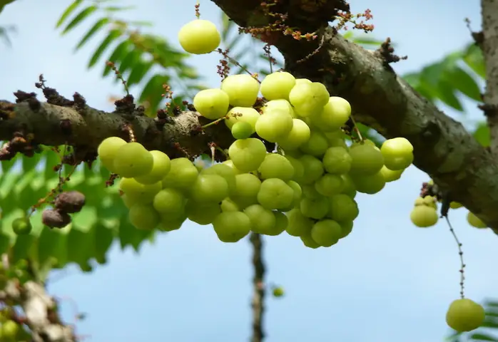 Chùm Ruột Là Quả Gì? Tìm Hiểu Nguồn Gốc, Công Dụng Và Cách Dùng Hiệu Quả