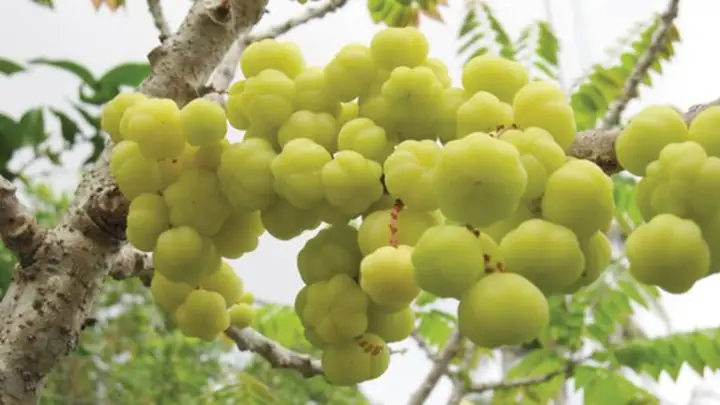 Chùm Ruột Ngâm Đường Phèn Có Tác Dụng Gì Và Trị Bệnh Gì?