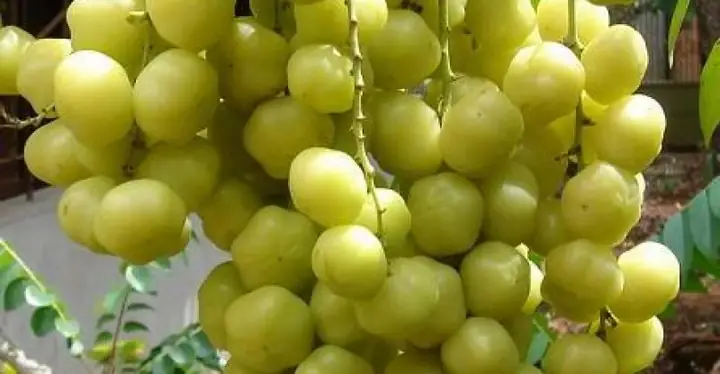Chùm Ruột Ngâm Rượu Có Tác Dụng Gì? Giải Mã Công Dụng Và Cách Dùng Đúng Chuẩn