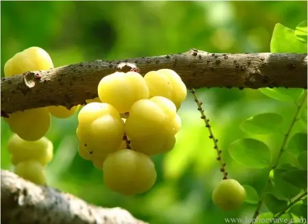 Chùm Ruột Ngâm Rượu Có Tác Dụng Gì? Giải Mã Công Dụng Và Cách Dùng Đúng Chuẩn