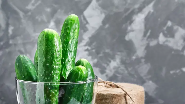Chuột Bao Tử Là Gì? Tìm Hiểu Chi Tiết Về Loài Chuột Nhỏ Bé Này