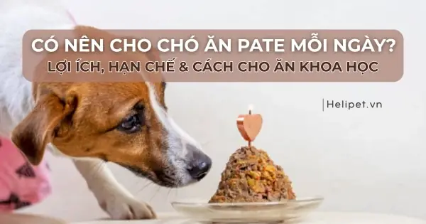 Có Nên Cho Bé Ăn Pate?