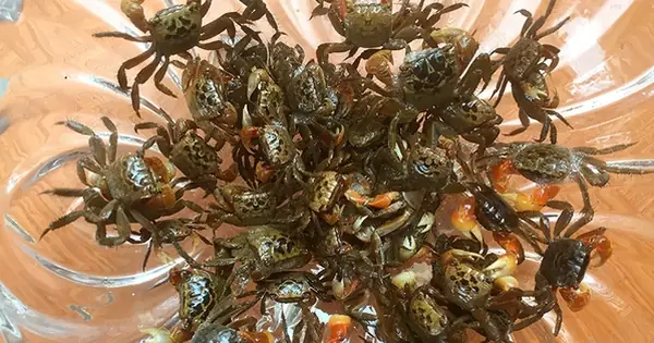 Tìm Hiểu Về Con Cáy Và Con Còng: Phân Biệt, Đặc Điểm & Vai Trò Trong Hệ Sinh Thái Tìm Hiểu Về Con Cáy Và Con Còng: Phân Biệt, Đặc Điểm & Vai Trò Trong Hệ Sinh Thái