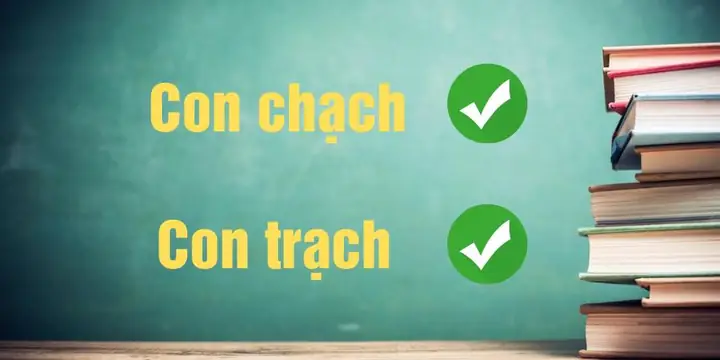 Con Chạch Hay Con Trạch: Phân Biệt Chi Tiết Và Cách Chế Biến Dân Dã Con Chạch Hay Con Trạch: Phân Biệt Chi Tiết Và Cách Chế Biến Dân Dã