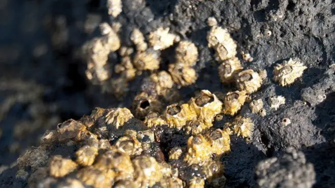 Con Hà Có Ăn Được Không? Con Hà Có Ăn Được Không?