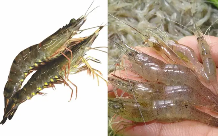 So Sánh Con Ruốc Và Con Tép: Đâu Là Sự Lựa Chọn Tốt Nhất Cho Bữa Ăn? So Sánh Con Ruốc Và Con Tép: Đâu Là Sự Lựa Chọn Tốt Nhất Cho Bữa Ăn?