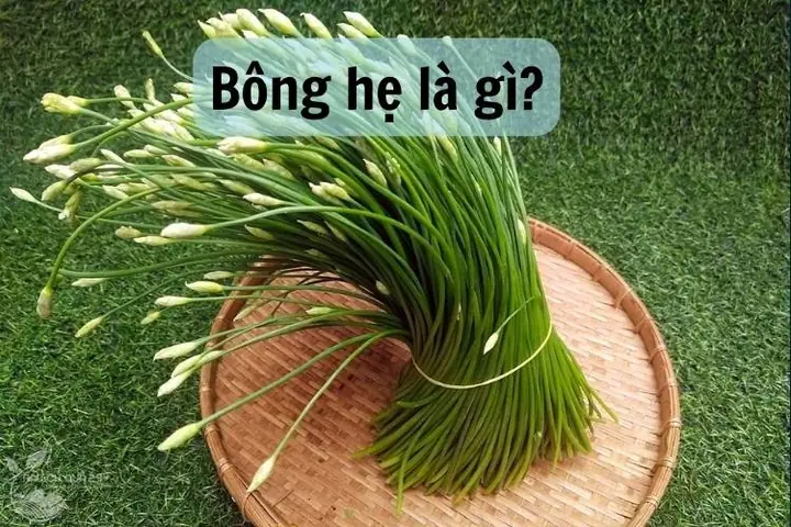 Khám Phá Chi Tiết Các Công Dụng Của Bông Hẹ Trong Đời Sống Và Sức Khỏe