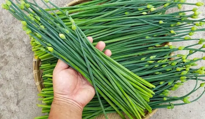 Khám Phá Chi Tiết Các Công Dụng Của Bông Hẹ Trong Đời Sống Và Sức Khỏe