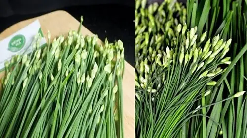 Khám Phá Chi Tiết Các Công Dụng Của Bông Hẹ Trong Đời Sống Và Sức Khỏe