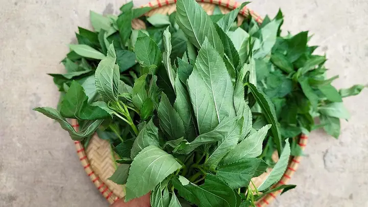 Công Dụng Của Rau Dền: Lợi Ích Dinh Dưỡng Và Hướng Dẫn Sử Dụng Đúng Cách