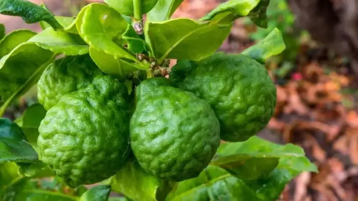 Khám Phá Công Dụng Của Trái Chúc Trong Đời Sống Và Y Học Khám Phá Công Dụng Của Trái Chúc Trong Đời Sống Và Y Học