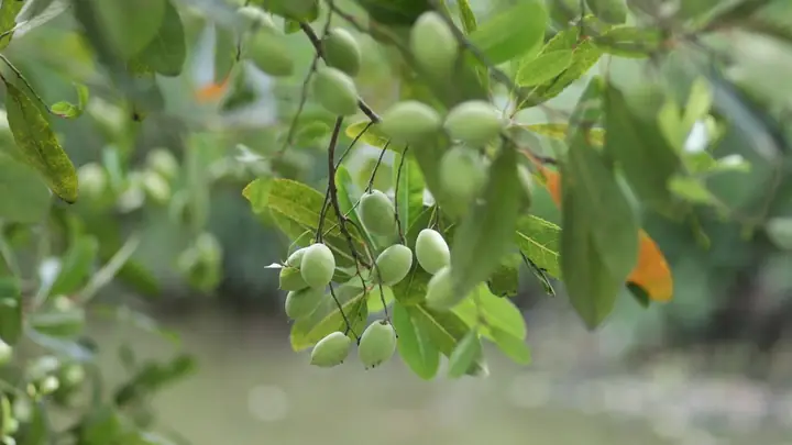 Khám Phá Chi Tiết Công Dụng Rượu Cà Na Và Cách Sử Dụng Hiệu Quả Khám Phá Chi Tiết Công Dụng Rượu Cà Na Và Cách Sử Dụng Hiệu Quả