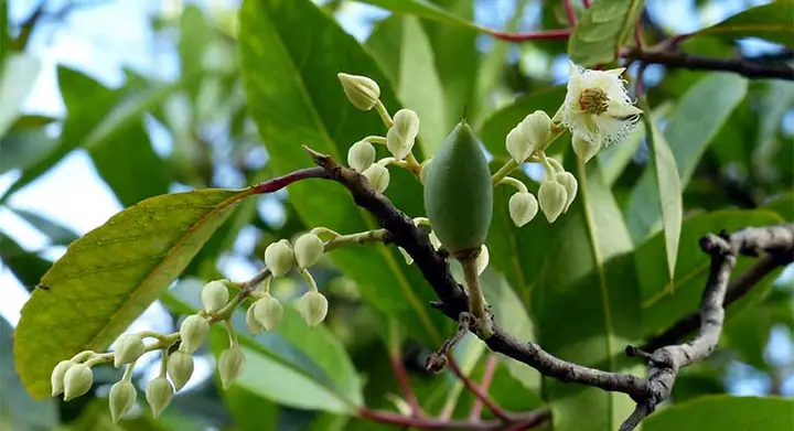Khám Phá Chi Tiết Công Dụng Rượu Cà Na Và Cách Sử Dụng Hiệu Quả Khám Phá Chi Tiết Công Dụng Rượu Cà Na Và Cách Sử Dụng Hiệu Quả
