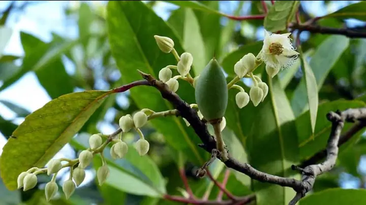 Khám Phá Chi Tiết Công Dụng Rượu Cà Na Và Cách Sử Dụng Hiệu Quả Khám Phá Chi Tiết Công Dụng Rượu Cà Na Và Cách Sử Dụng Hiệu Quả