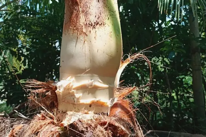 Củ Hũ Dừa Là Gì? Nguồn Gốc, Công Dụng Và Giá Trị Dinh Dưỡng