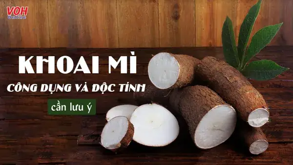 Ăn Khoai Mì Kỵ Với Gì? Những Nguyên Tắc “vàng” Cần Ghi Nhớ Để Bảo Vệ Sức Khỏe