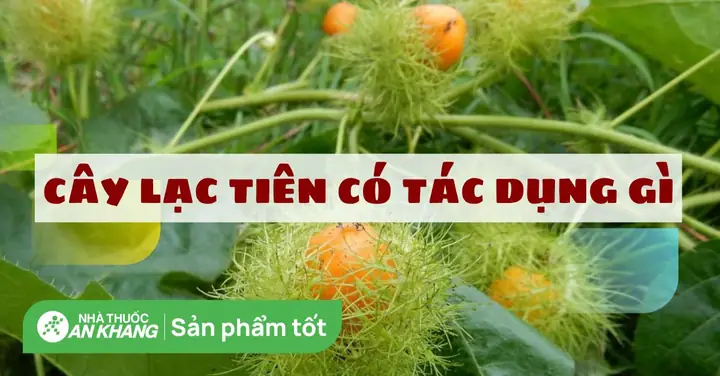 Củ Lạc Tiên Ngâm Đường Phèn: Công Thức, Tác Dụng Và Cách Dùng Đúng Chuẩn