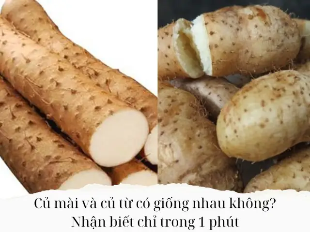 Củ Mài Và Củ Từ: Phân Biệt, Công Dụng Và Cách Dùng Hiệu Quả