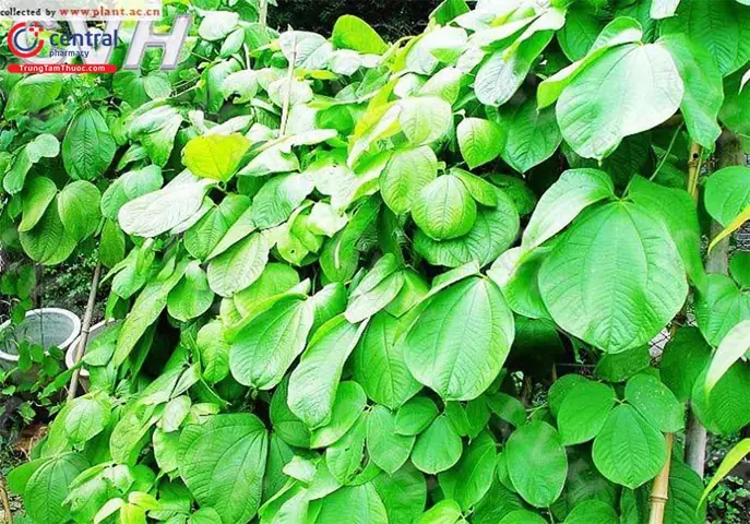 Củ Nần Là Củ Gì? Nguồn Gốc, Công Dụng Và Giá Trị Dinh Dưỡng