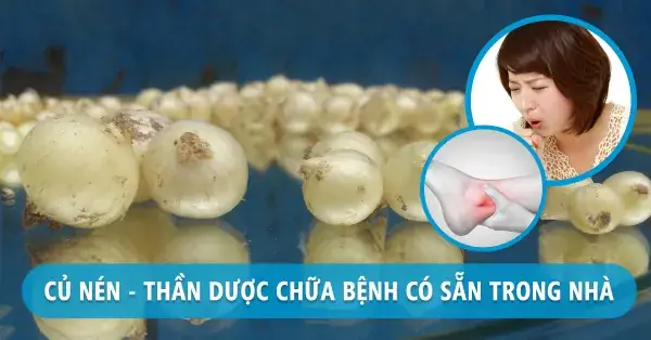 Củ Nén Kỵ Với Gì? Những Kiêng Kỵ Cực Kỳ Quan Trọng Khi Dùng Củ Nén Củ Nén Kỵ Với Gì? Những Kiêng Kỵ Cực Kỳ Quan Trọng Khi Dùng Củ Nén