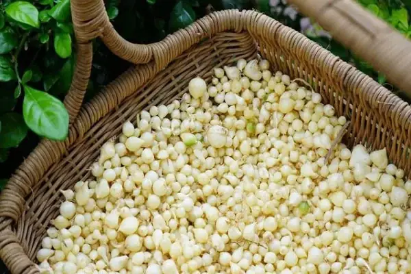 Củ Nén Là Củ Gì? Nguồn Gốc, Công Dụng Và Ý Nghĩa Trong Ẩm Thực Việt Nam