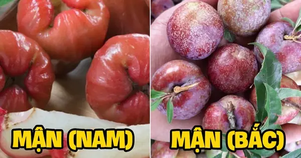 Củ Sắn Miền Bắc Gọi Là Gì? Giải Đáp Chi Tiết Về Loại Củ Quen Thuộc Này Củ Sắn Miền Bắc Gọi Là Gì? Giải Đáp Chi Tiết Về Loại Củ Quen Thuộc Này