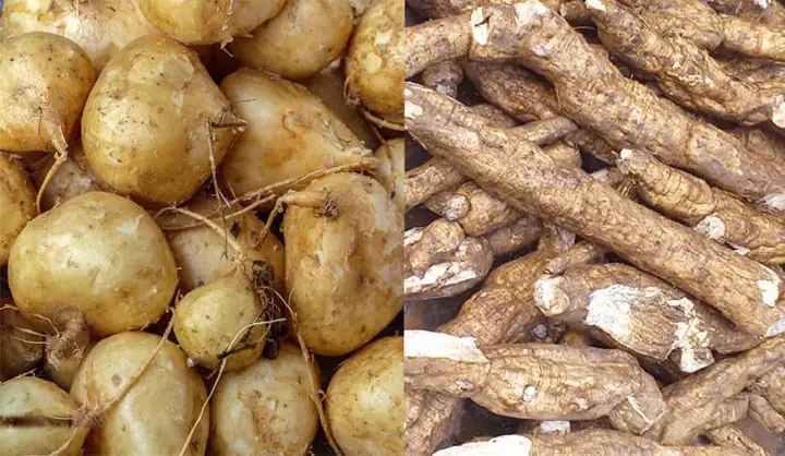 Củ Sắn Miền Bắc Gọi Là Gì? Giải Đáp Chi Tiết Về Loại Củ Quen Thuộc Này Củ Sắn Miền Bắc Gọi Là Gì? Giải Đáp Chi Tiết Về Loại Củ Quen Thuộc Này