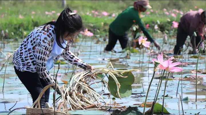 Khám Phá Sâu: Củ Sen Và Ngó Sen – Từ Đặc Điểm, Giá Trị Dinh Dưỡng Đến Ứng Dụng Trong Ẩm Thực
